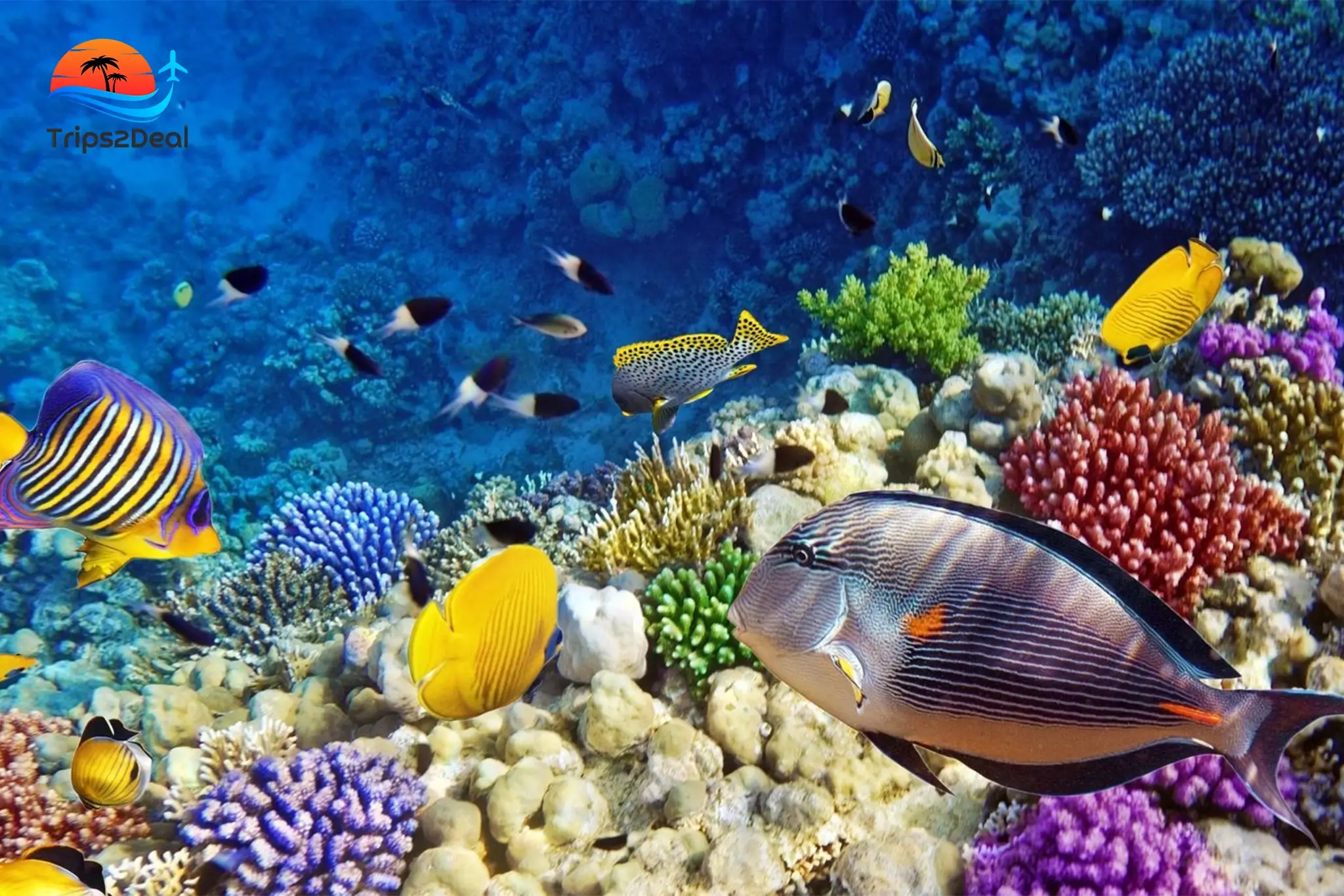Excursion en semi sous-marin et plongée en apnée dans les récifs coralliens à Marsa Alam
